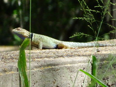 Sceloporus cyanogenys