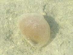 Aplidium stellatum