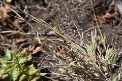 Muhlenbergia mexicana
