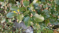 Laurus azorica