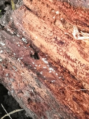 Platyarthrus hoffmannseggii