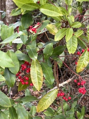 Ardisia crenata