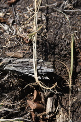 Muhlenbergia mexicana