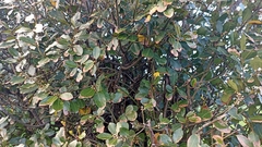Laurus azorica