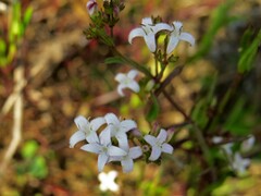 Stenaria nigricans