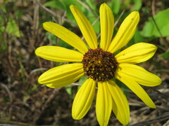 Helianthus debilis