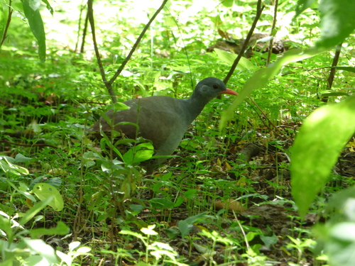 Tataupatinamu (Crypturellus tataupa)