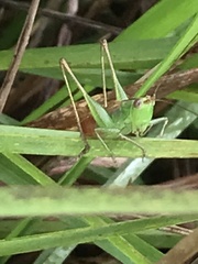Conocephalus saltator