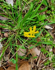 Corydalis micrantha