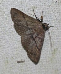 Ophyx eurrhoa