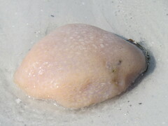 Aplidium stellatum