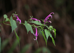 Siphocampylus cordatus