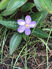 Melastoma septemnervium