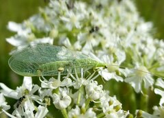 Pseudomallada flavifrons