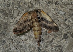 Sphinx kalmiae