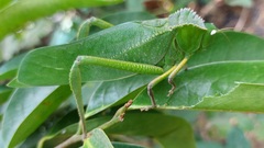 Steirodon
