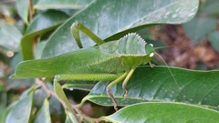 Steirodon