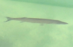 Sphyraena barracuda
