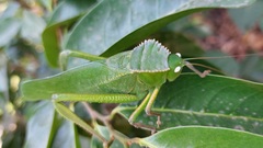 Steirodon