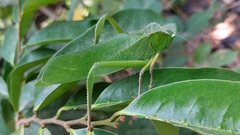 Steirodon