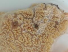 Botrylloides magnicoecus