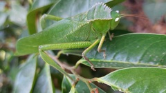 Steirodon