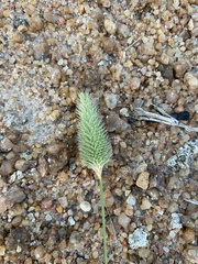 Fingerhuthia africana