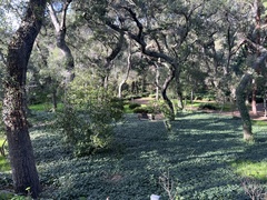 Quercus agrifolia agrifolia