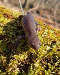 Ambystoma barbouri