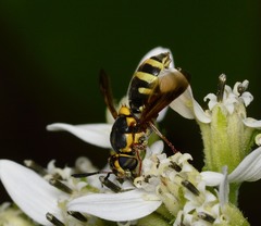 Hoplitimyia constans