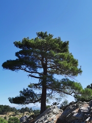 Pinus brutia