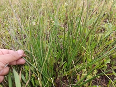 Juncus valvatus