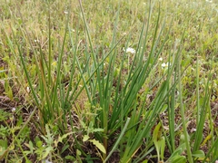 Juncus valvatus