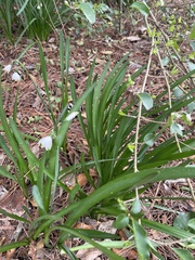 Leucojum vernum