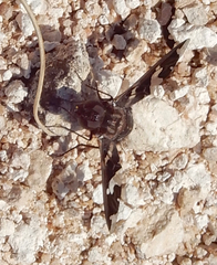 Exoprosopa dorcadion