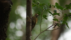 Dryobates passerinus