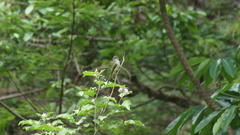 Myiarchus ferox
