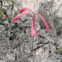 Cyrtanthus fergusoniae
