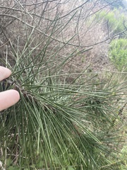 Pinus muricata
