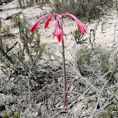 Cyrtanthus fergusoniae