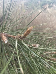 Pinus muricata