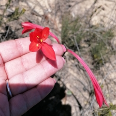 Cyrtanthus fergusoniae