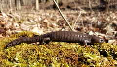 Ambystoma barbouri