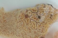 Botrylloides magnicoecus