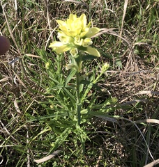 Castilleja indivisa