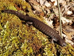 Ambystoma barbouri