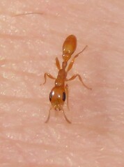 Pseudomyrmex pallidus