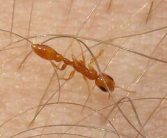 Pseudomyrmex pallidus