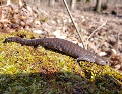 Ambystoma barbouri