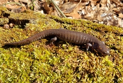 Ambystoma barbouri